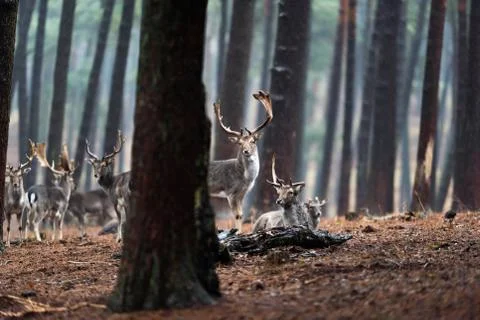 Herd of fallow deer in rainy pine tree forest. Stock Photos