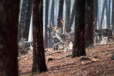 Herd of fallow deer in rainy pine tree forest. Stock Photos