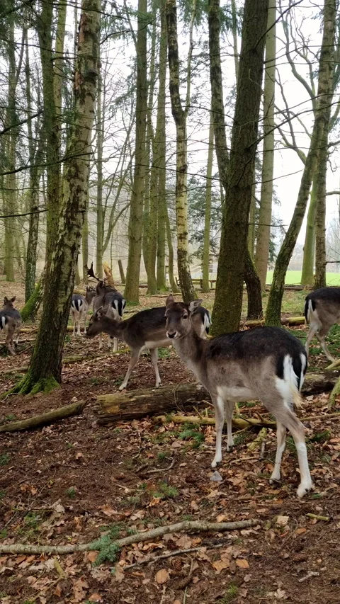Herd of fallow deer standing in autumn forest in Germany. Stock Footage 340341782