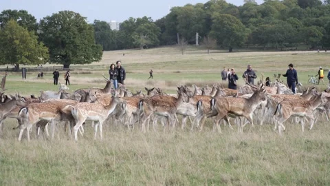 A herd of fallow deer with visitors in Richmond Park, UK. Stock Footage 220358829