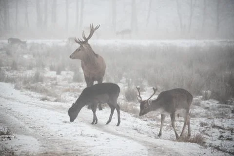 Herd of fallow deer walking around and grazing on misty winter day Stock Photos