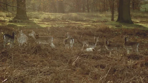 A herd of fallow deer + White stag graze at sunset Stock Footage 33299985