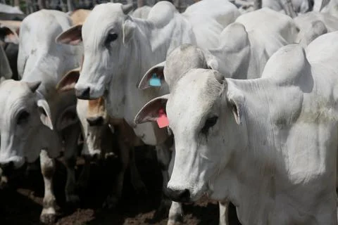 Herd in a farm corral Stock Photos