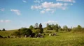 Herd of farm domestic animals grazing on green field HD Footage