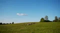 Herd of farm domestic animals grazing on green field HD Footage