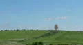 Herd of farm domestic animals grazing on lonely tree background HD Footage