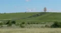 Herd of farm domestic animals grazing on lonely tree background HD Footage
