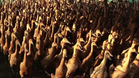 A herd of farmed ducks Stock Footage 292905315
