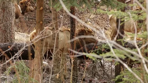 Herd of female Elks Stock Footage 78711713