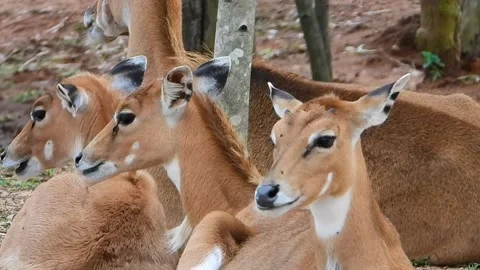 Herd of female hog deers sitting and chewing in a zoo, close shot. Stock Footage 280220718