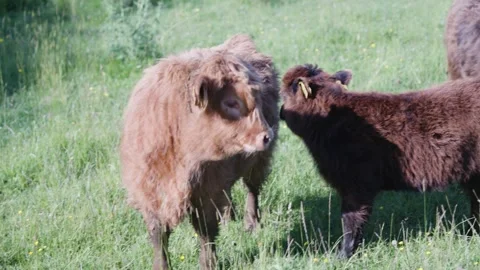 A herd of fluffy Scottish Highland cattle grazes and walks through a lush green Stock Footage 341677295