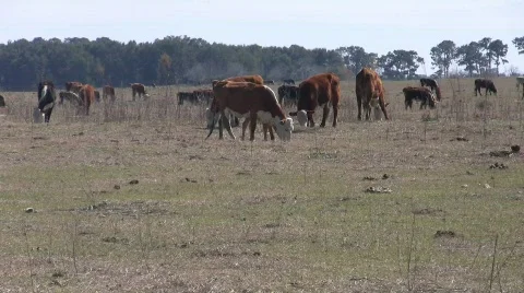 The Herd Stock Footage 641866