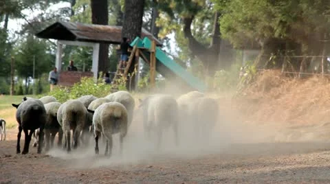Herd Stock-Footage 10906898