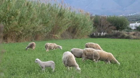 Herd 스톡 동영상 43330039