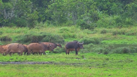 Herd of forest buffaloes Stock Footage 81532083