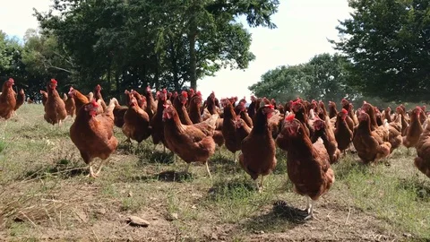 Herd of free range chicken on a farm field Stock-Footage 95755582