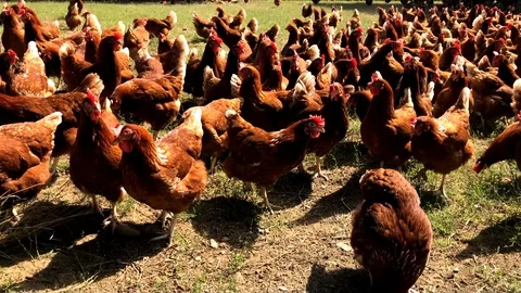 Herd of free range chicken pecking for food Stock Footage 97446925