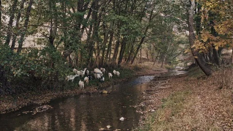 Herd of free range goats close to the forest river Stock Footage 118542917