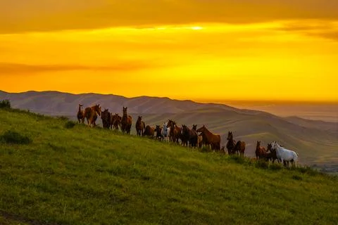 Herd of free-range grass-fed horses on grassy hillside at sunset 스톡 사진