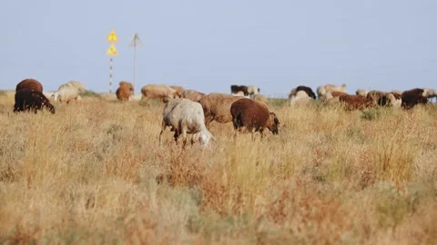 Herd of free-range sheep in steppe eating grass and blurred road signs on pole 库存影片 240090048