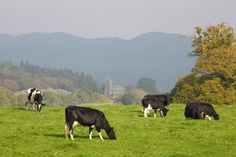 Herd of fresian cows Stock Photos