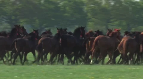A herd of galloping Horses Stock Footage 41380560
