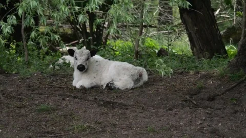 A herd of Galloway cows grazing freely, under trees by a river. Cattle roam.. Stock-Footage 276730864