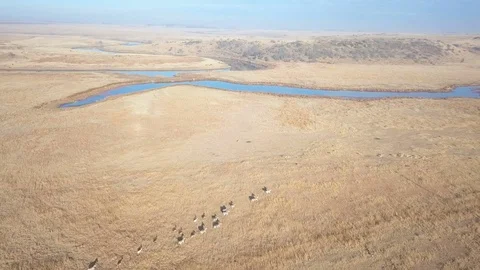 Herd of game viewed from above running on arid land in front of small river Stock Footage 79959392