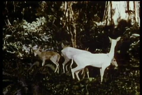 Herd of gazelles on the alert Stock Footage
