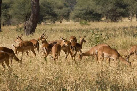Herd of gazells in a savannah in africa Stock Photos