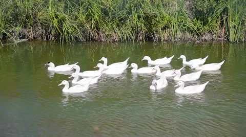 Herd of geeses on a river Stock Footage 67514634