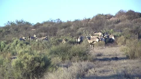 Herd of Gemsbok Stock Footage 16439105