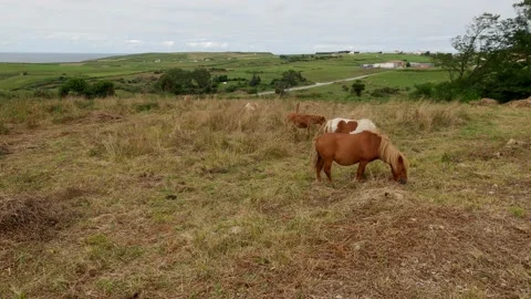Herd of ginger and white ponys grazes on a meadow on a moody day. Cute tiny Stock Footage 165295497