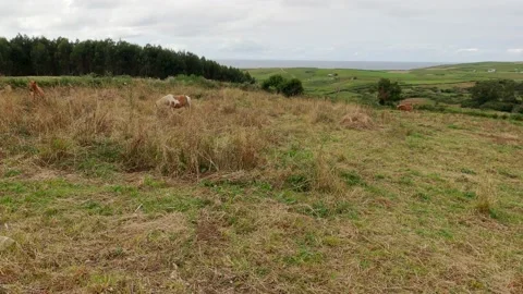 Herd of ginger and white ponys grazes on a meadow on a moody day. Cute tiny Stock Footage 171518845