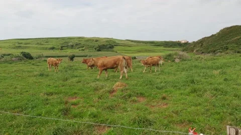 Herd of ginger cows grazes on a green meadow on a moody day. The cows eat fresh Stock Footage 165294961