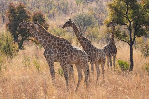 A herd of giraffe cows resting during midday in the bushveld. Stock Photos