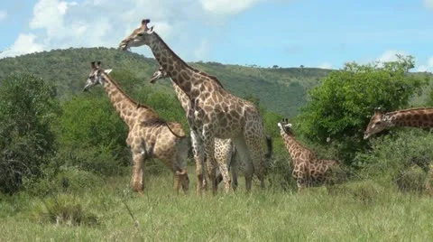 Herd of giraffe Vídeos de archivo 11459107
