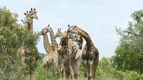 Herd of Giraffe Stock Footage 20468883