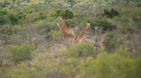 Herd of giraffe in grassland Stock Footage 54591364
