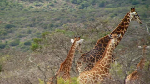 Herd of giraffe in grassland Stock Footage 54591373