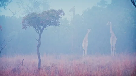 A herd of giraffe graze on a tree in the mist at a South African game reserve Stock Footage 135582819