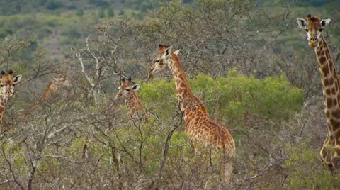 Herd of giraffe grazing in grassland Stock-Footage 54591376