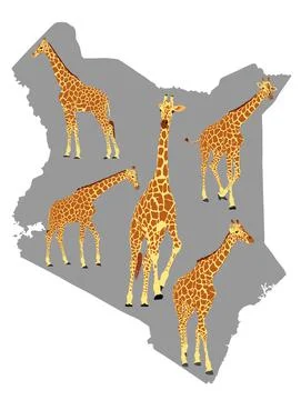 Herd of giraffe over Kenya map vector silhouette illustration 스톡 일러스트