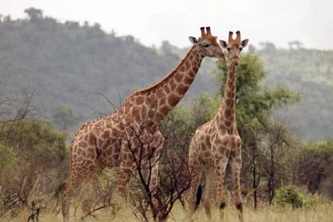 Herd of giraffe Stock Photos