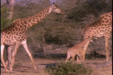 A herd of giraffe walk through sparse trees. Stock Footage