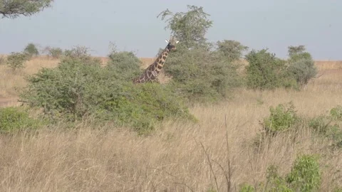 A herd of giraffe walking across a dry grass field Stock Footage 155404014
