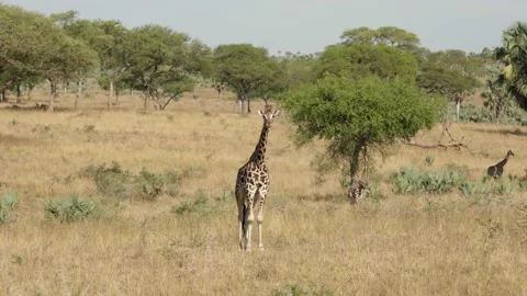 A herd of giraffe walking across a dry grass field Stock Footage 155404105
