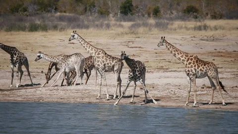A Herd of Giraffes Drinking Water Stock Footage 332493736