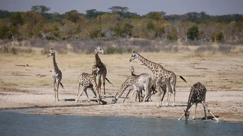 A Herd of Giraffes Drinking Water Stock Footage 332493793