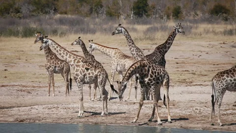 A Herd of Giraffes Drinking Water Stock Footage 332493835